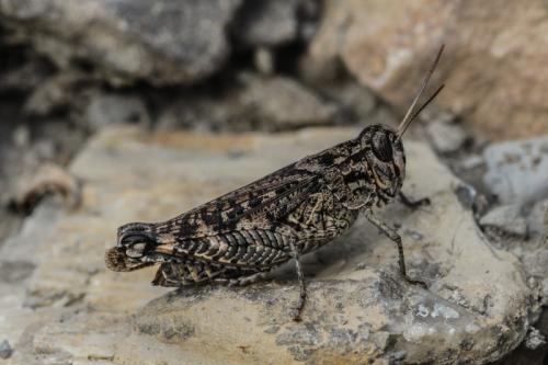 Réf. 199 053 : Calliptamus sp.
